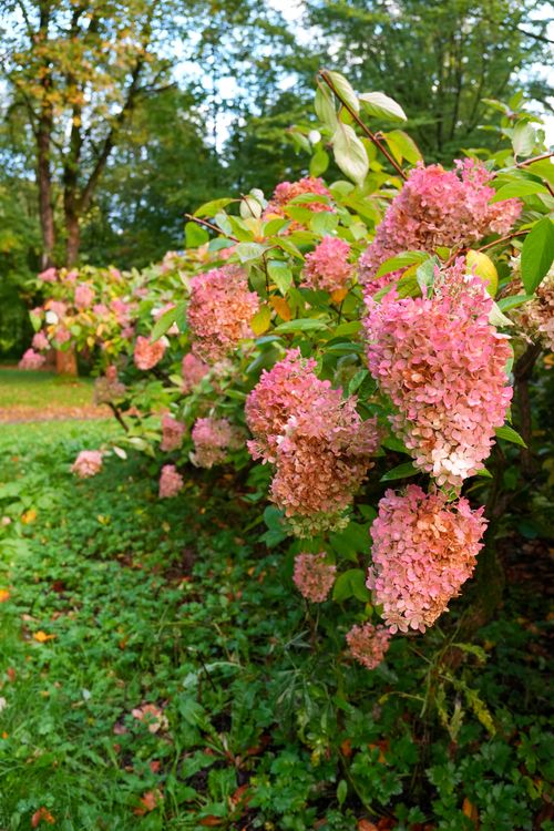 Free Stunning pink hydrangeas in full bloom in a tranquil German garden setting. Stock Photo