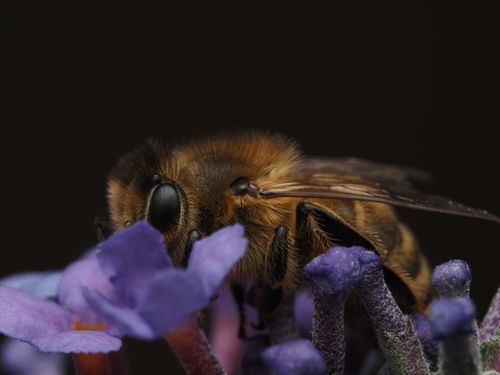 Free Close-up of a honeybee (Apis mellifera) collecting nectar from vibrant purple flowers. Stock Photo