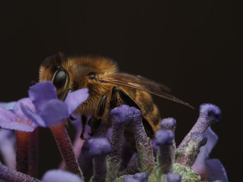 Free Close-up imagery of a bee collecting nectar from a purple flower, highlighting details. Stock Photo