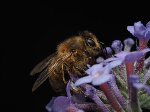 Free A detailed macro shot of a honey bee collecting nectar from vibrant purple flowers against a dark background. Stock Photo