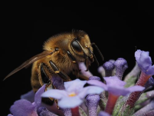 Free Close-up of a honeybee collecting nectar from vibrant lavender flowers. Stock Photo