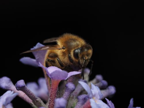 Free Close-up of a honey bee pollinating a lavender flower, isolated on a black background. Stock Photo