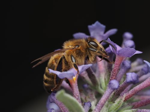 Free Detailed macro shot of a honeybee collecting nectar from a lavender bloom. Stock Photo