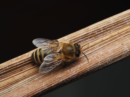Free Close-up macro photograph of a honey bee resting on textured wood. Stock Photo