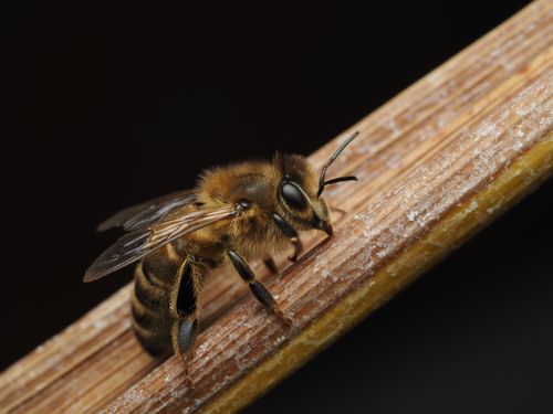 Free Macro photography of a honeybee resting on a wooden surface, showcasing detailed textures and natural beauty. Stock Photo