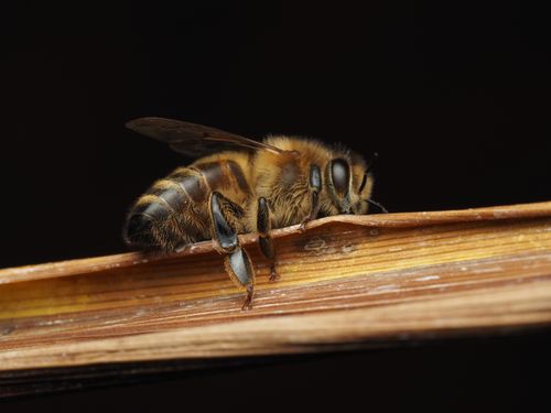 Free Detailed macro shot of a honeybee on a wooden surface, showcasing bee anatomy in natural light. Stock Photo