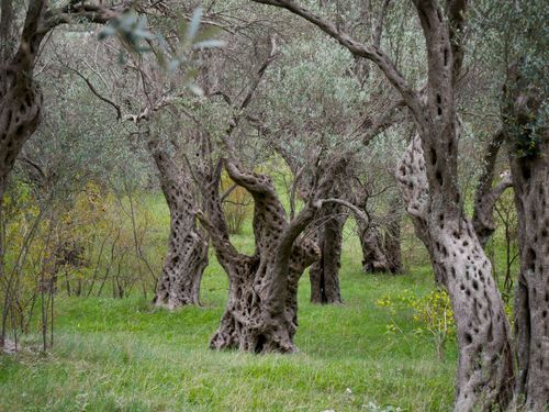 Free Captivating view of ancient olive trees in a lush green forest, showcasing nature's beauty. Stock Photo