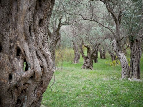 Free Close-up of twisted olive tree trunks in a serene grove, showcasing natural beauty. Stock Photo