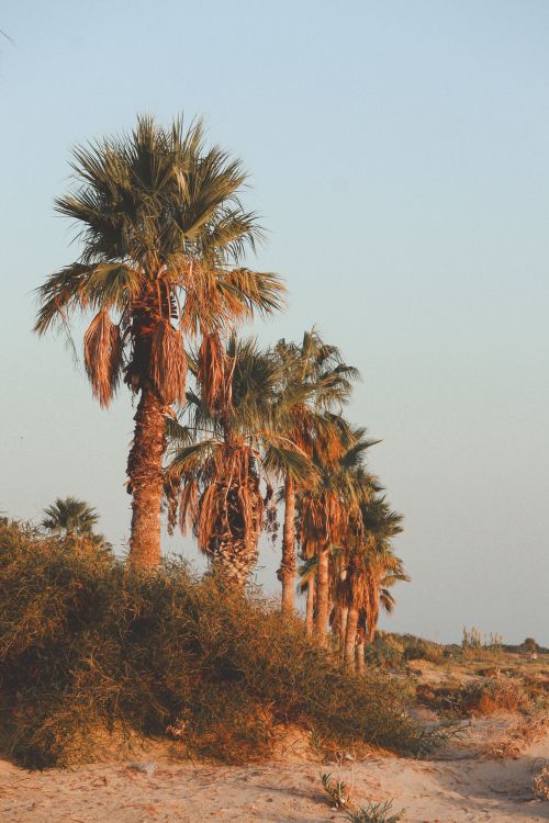 Free A serene line of palm trees on a sandy beach in Mersin, Türkiye during sunset. Stock Photo