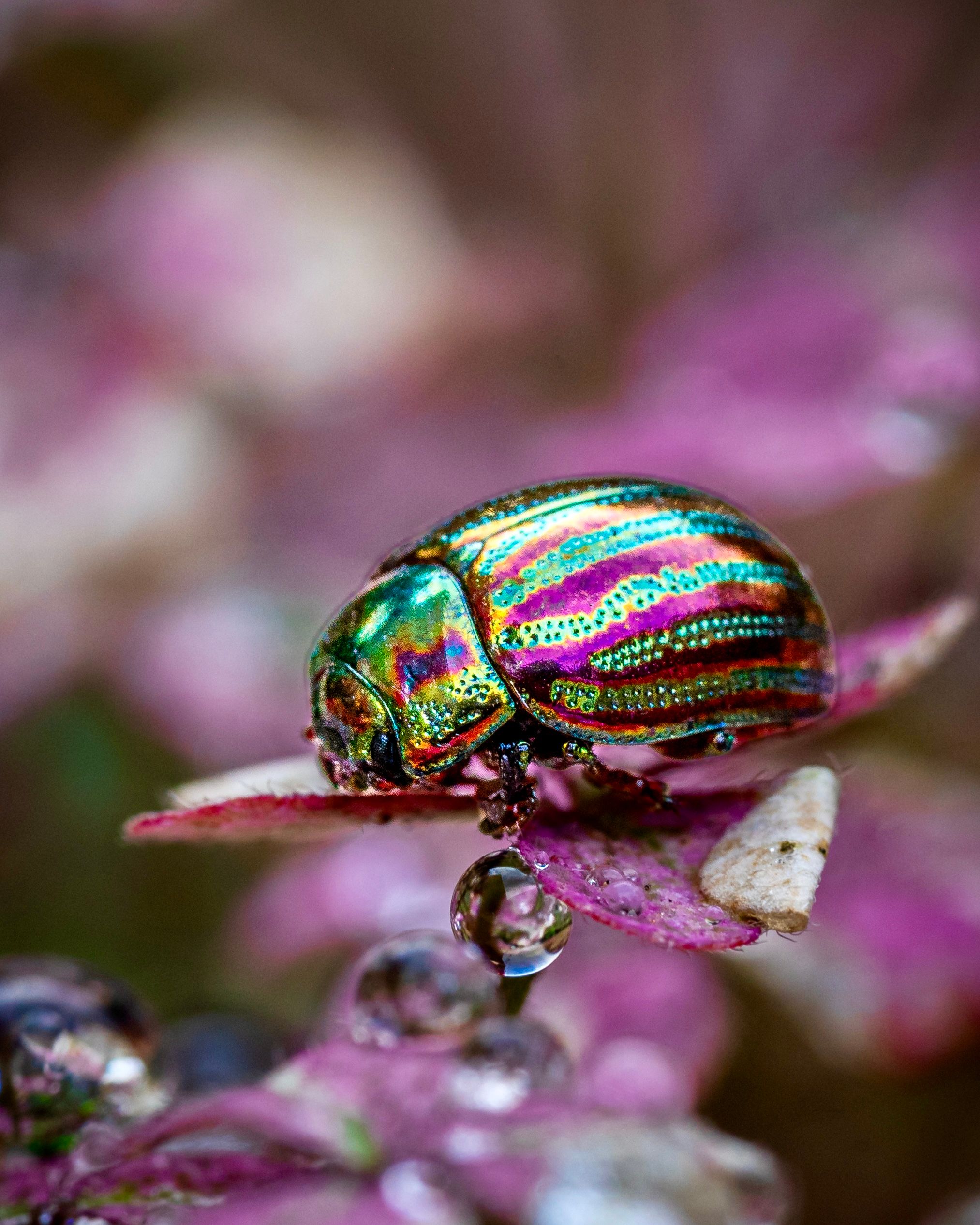 Vibrant Jewel Beetle on Dew-Kissed Leaf · Free Stock Photo