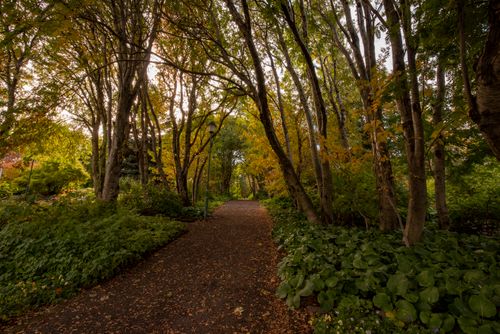 Free A serene autumn forest pathway surrounded by vibrant foliage and tall trees, perfect for a tranquil stroll. Stock Photo