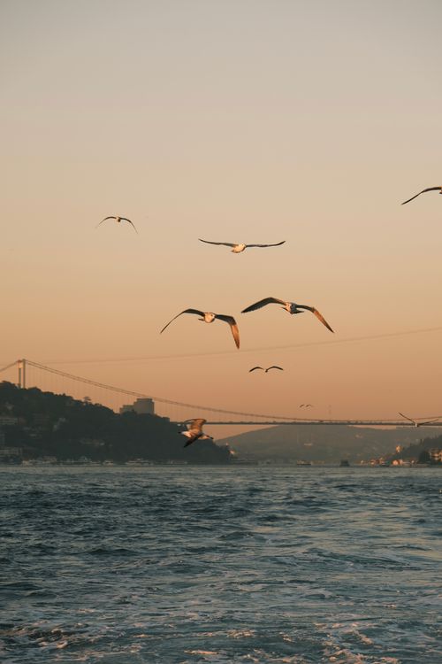 Free A serene view of seagulls soaring over the Bosphorus with a bridge in the background during sunset. Stock Photo