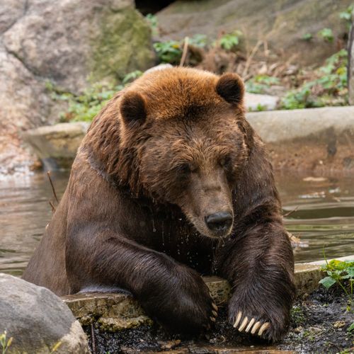 Free Brown grizzly bear enjoys a calming moment by a stream in a natural setting. Stock Photo