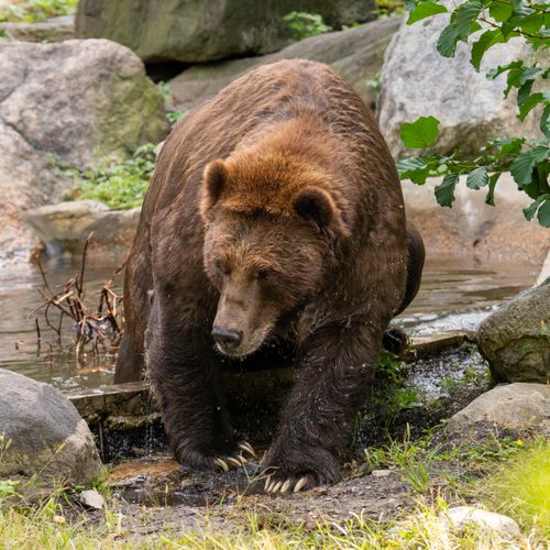 Free A majestic brown bear stands near a stream in New York, showcasing its natural habitat. Stock Photo