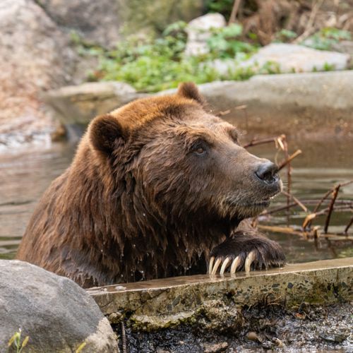 Free Close-up of a brown bear resting on the edge of a pool in a zoo exhibit. Stock Photo