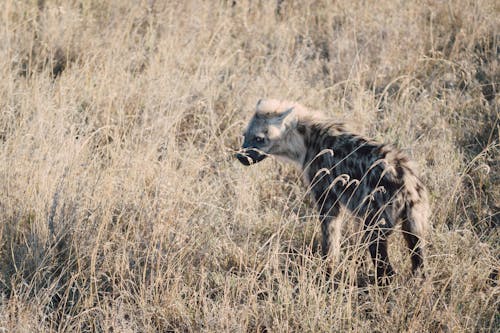 Darmowe zdjęcie z galerii z afryka, hiena, krater ngorongoro