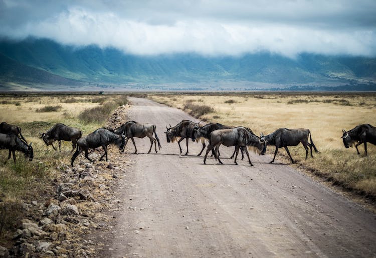 Herd Of Wildebeest On Road