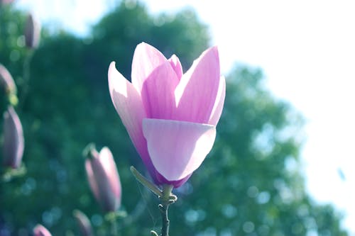 Free stock photo of 2020, magnolia flower, spring flower