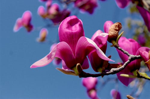 Imagine de stoc gratuită din 2020, floare de primăvară, magnolia flower