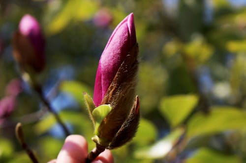 Foto profissional grátis de 2020, flor da primavera, flor de magnólia