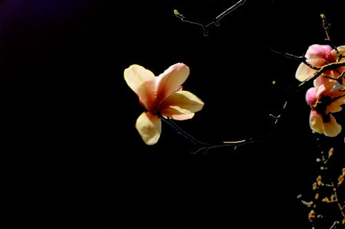 Free stock photo of 2020, magnolia flower, spring flower Stock Photo