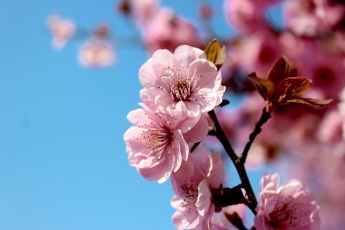 Free stock photo of 2020, cherry blossoms, magnolia flower Stock Photo