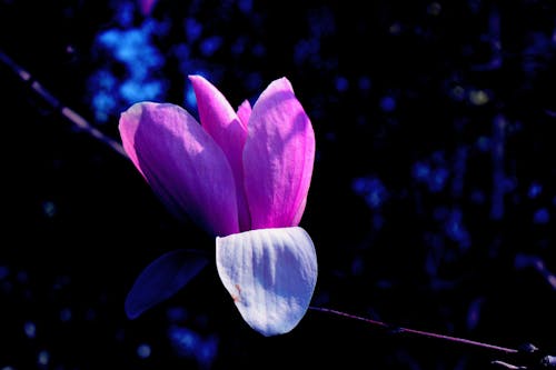 Imagine de stoc gratuită din 2020, floare de primăvară, magnolia flower