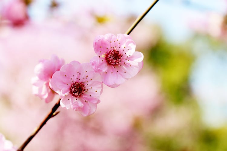 Pink Cherry Blossom In Close Up Photography