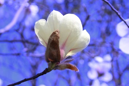 Free stock photo of 2020, cherry blossoms, magnolia flower Stock Photo