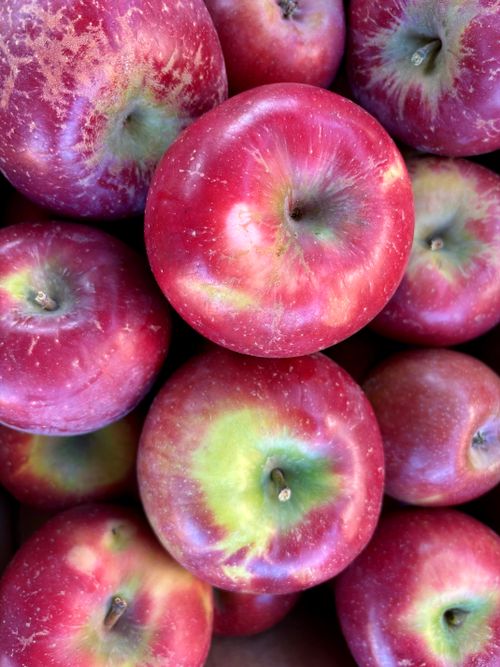 Free stock photo of sleeping beauty apples Stock Photo