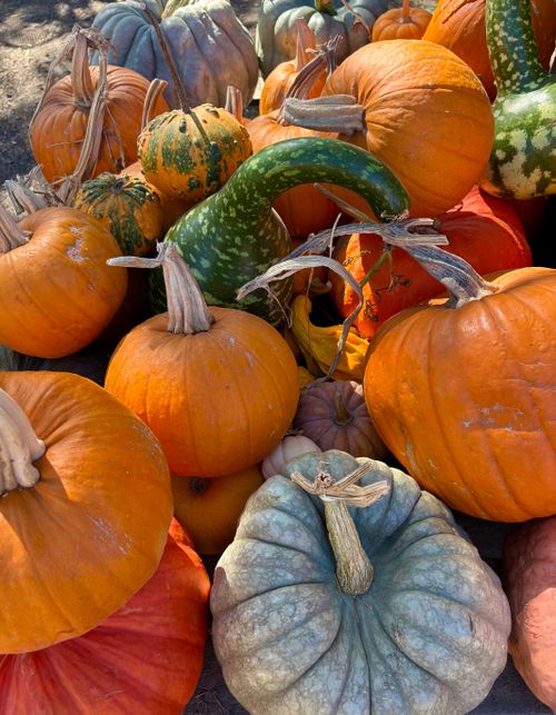 Free stock photo of colorful pumpkins, fall harvest Stock Photo