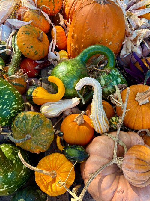 Free Vibrant assortment of pumpkins and gourds showcasing the bounty of fall harvest. Stock Photo