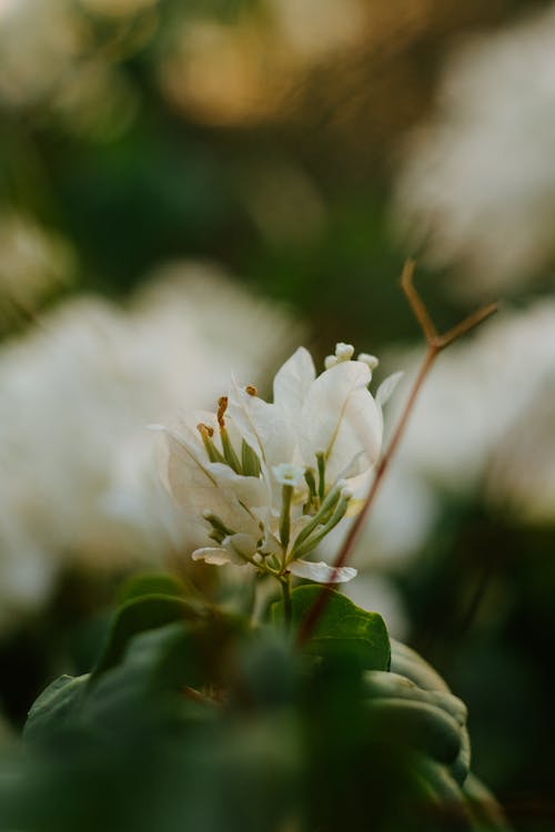 Free stock photo of bougainvillea, earth, flower