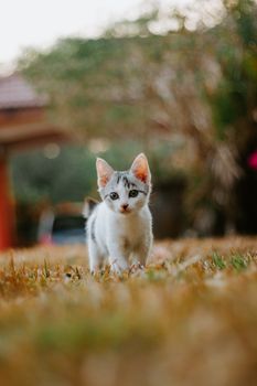 可爱的小猫在秋天的草丛中行走，展现了猫科动物好奇的本性