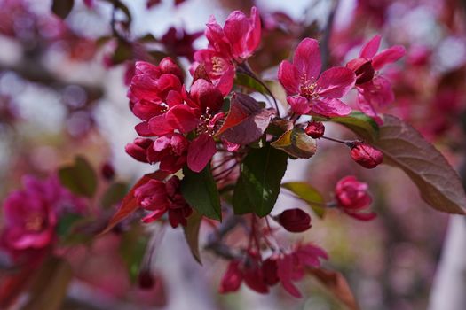 A vibrant close-up of pink blossoms in full bloom, capturing the essence of spring.