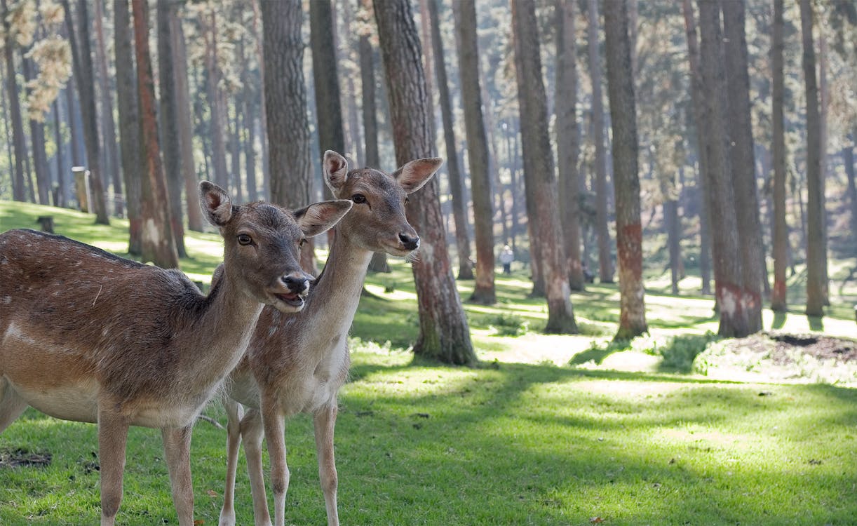 Two Brown Deer Standing in Forest