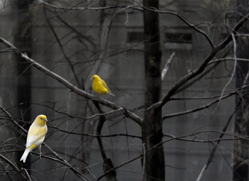 Two Yellow Birds Perched on Bare Tree