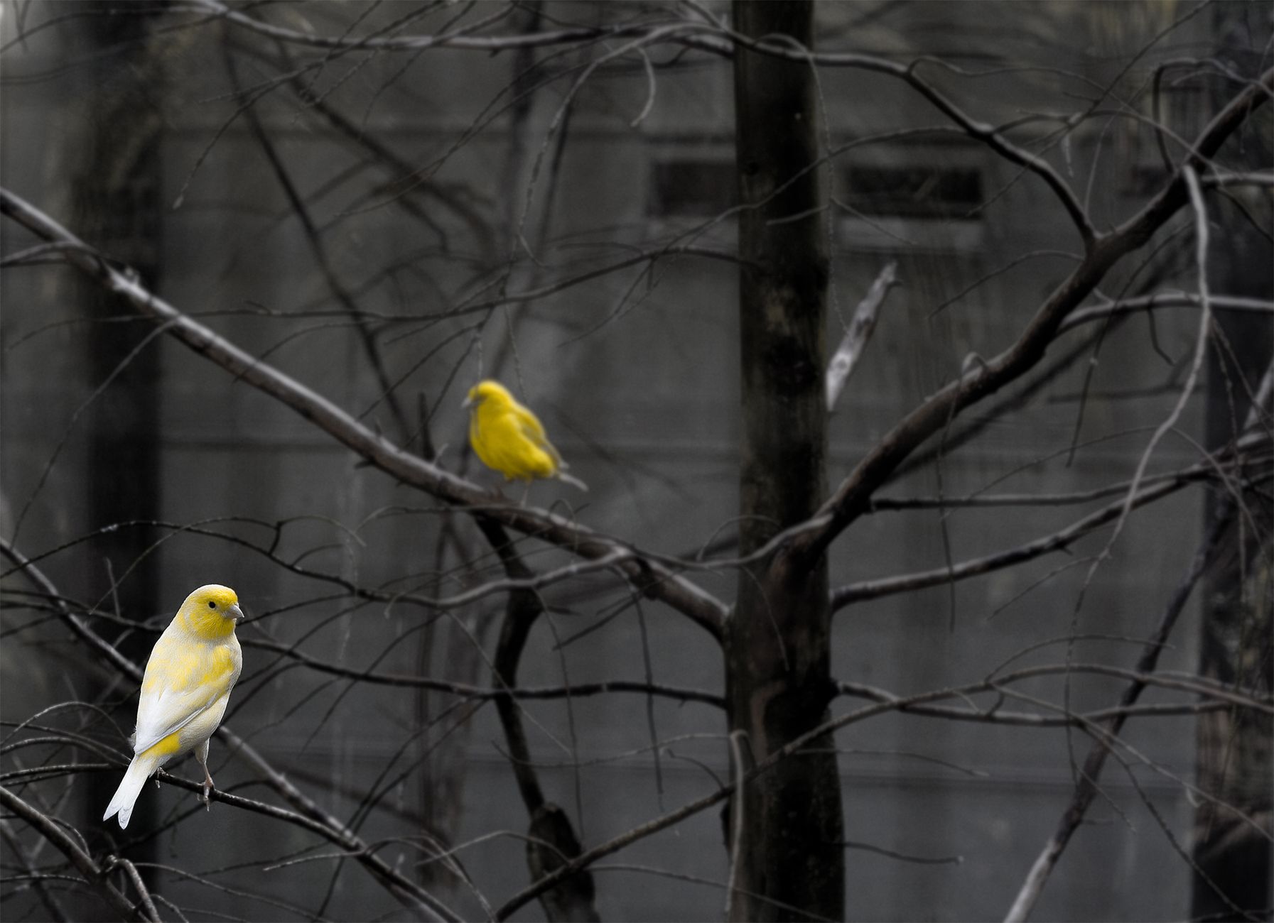 Pair of yellow canaries sitting on bare branches against a muted background in autumn.