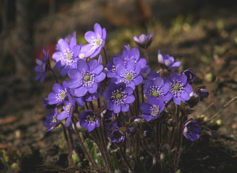 A detailed close-up of vibrant purple Hepatica flowers in bloom, showcasing their delicate petals.
