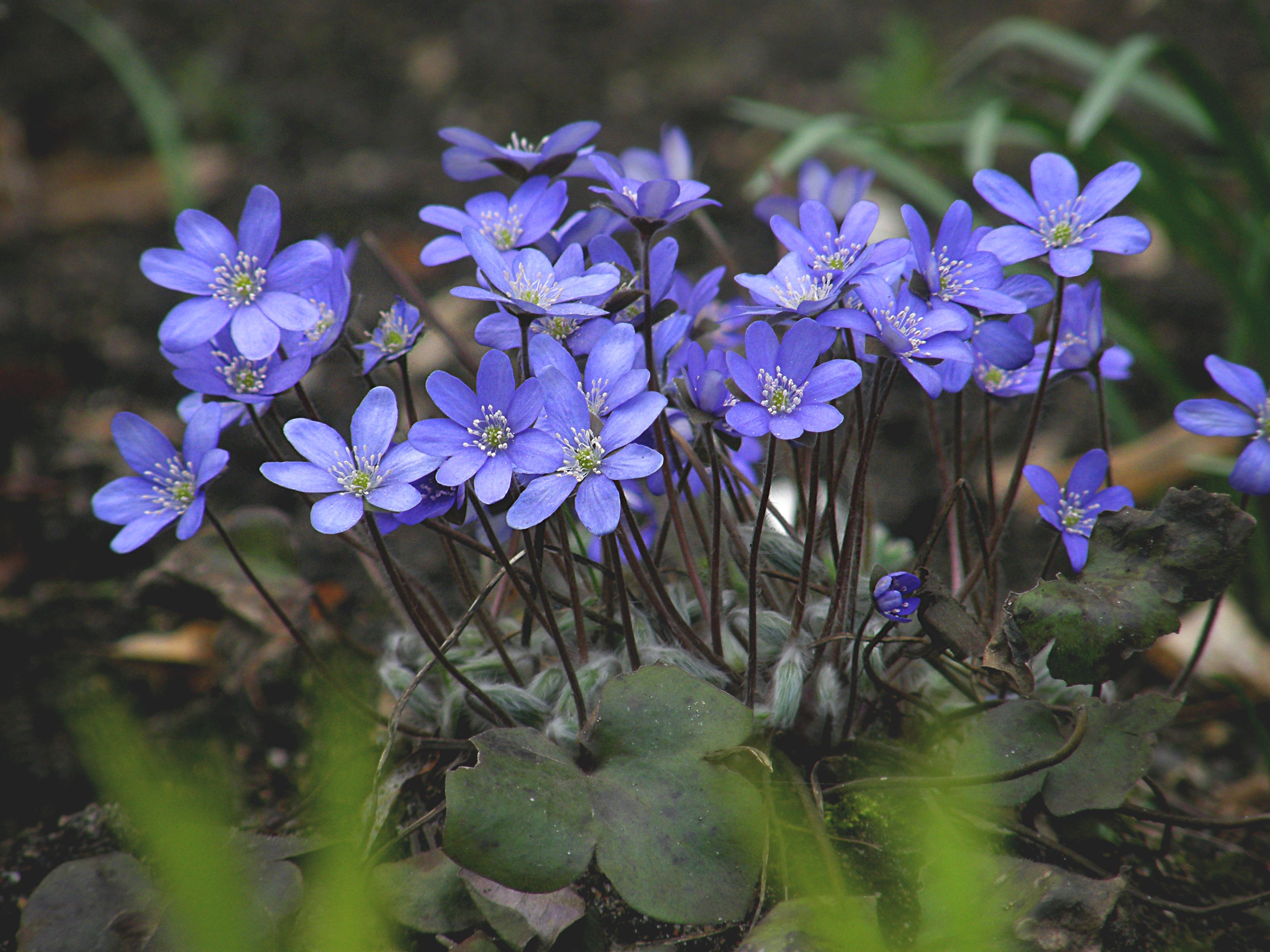 Vibrant Blue Hepatica Flowers in Spring Garden · Free Stock Photo