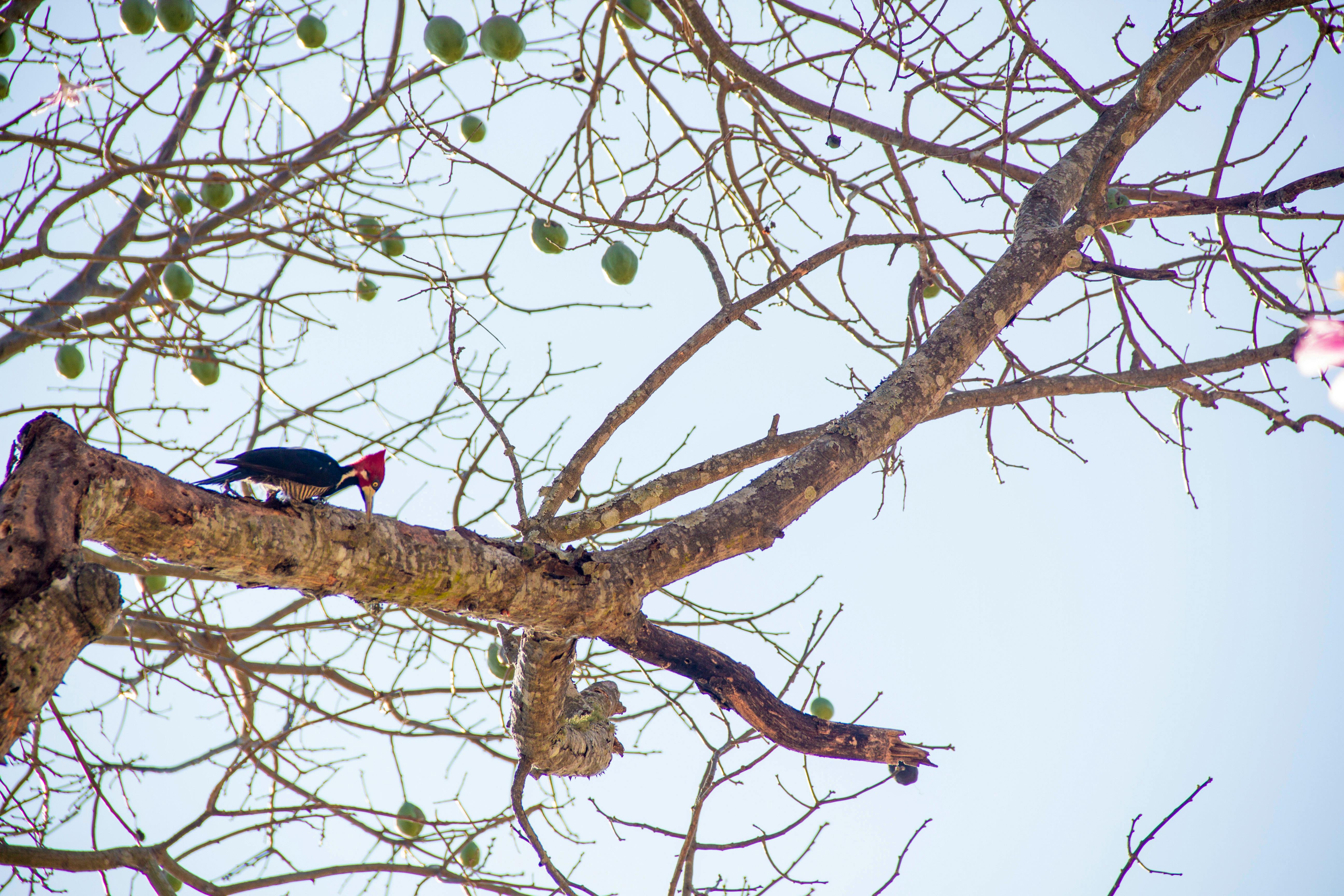 Free stock photo of brazil, nature, woodpecker