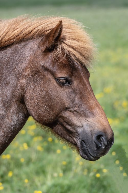 Free Side profile of a brown Icelandic horse standing in a vibrant green field with yellow flowers. Stock Photo