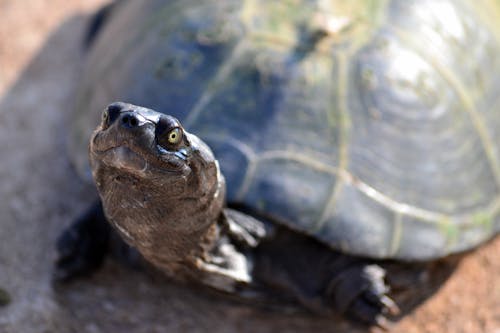 Schildkröte Auf Braunem Grund