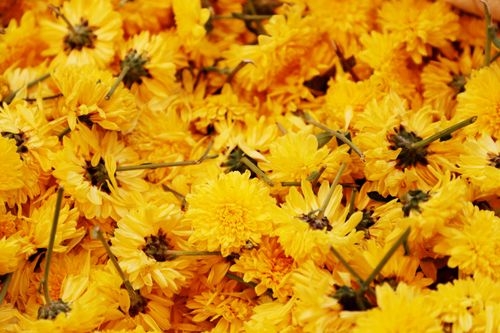Free A close-up view of vibrant yellow chrysanthemums in full bloom, showcasing nature's vivid colors. Stock Photo