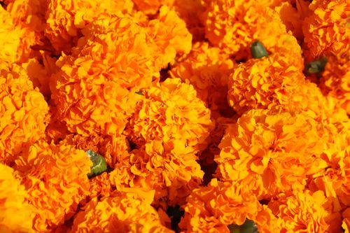 Free Close-up of vibrant orange marigold flowers, displaying rich textures and colors, ideal for floral and nature themes. Stock Photo