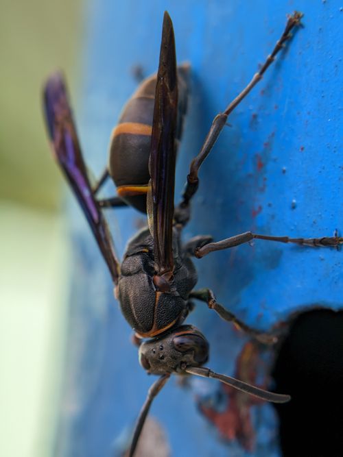 Free Detailed macro shot of a wasp resting on a vibrant blue surface. Stock Photo