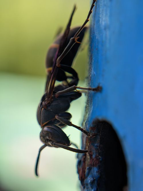Free Detailed macro shot of a black insect on a blue-painted surface. Vivid and up-close view. Stock Photo