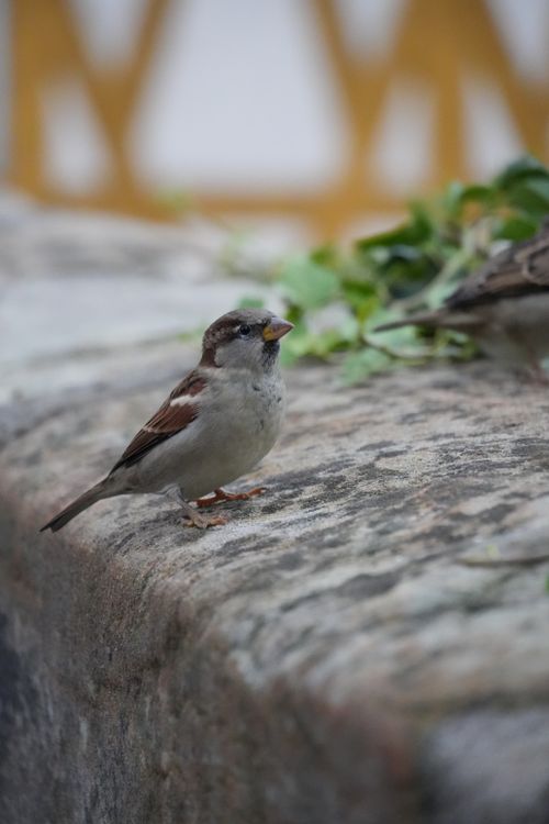 Free Lovely house sparrow perched on stone with blurred greenery background. Perfect for bird enthusiasts. Stock Photo