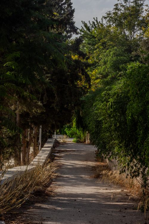 Free Peaceful outdoor pathway with lush green bushes and trees, ideal for nature walks. Stock Photo