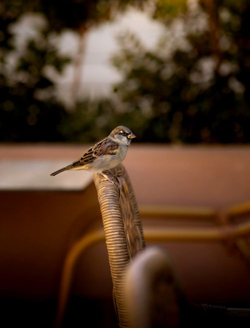 Free A sparrow resting on a chair outdoors, capturing a peaceful moment in Greece. Stock Photo